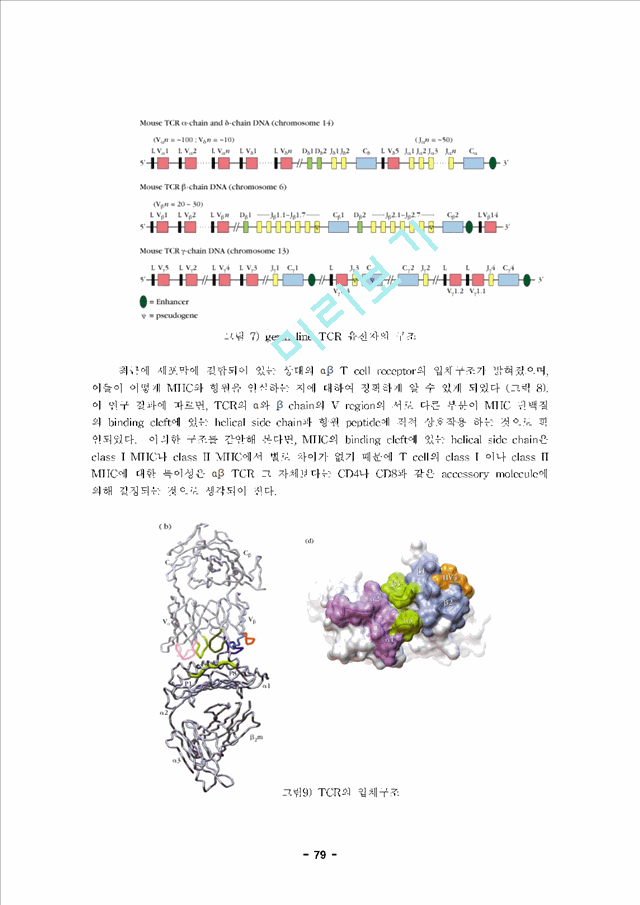 내용정리] 면역학 제 6장 T 림프구 면역학 (T Cell Immunology)자연과학레포트